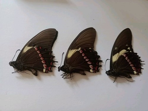 Papilio ssp male - 3, male.