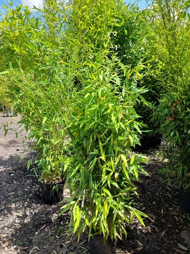 Phyllostachys aurea 10l 5ft - 10l,
