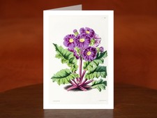 Primula auricula, often known