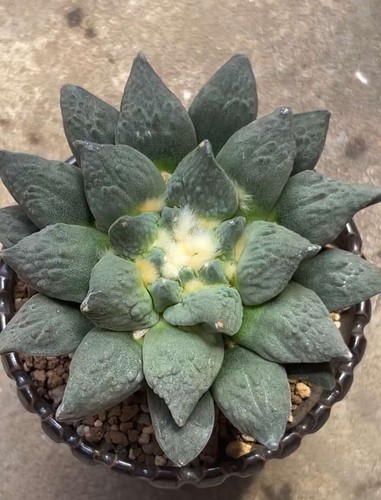10cm rare live house plant - 10cm,