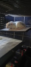 Rat,Hamster Platfor For