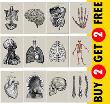 Human Anatomy Artwork | Medical Wall Pictures | Muscle Skeleton Vintage Posters
