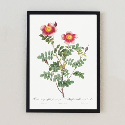 Botanical vintage flower - vintage, rose