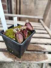 Cephalotus Big Boy Carnivorous