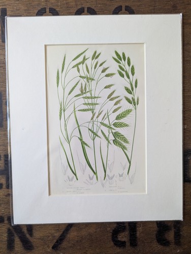 Antique 1870s anne pratt fern - antique,