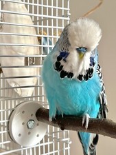 Bird Perch Fixing Brackets