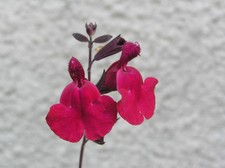 Salvia 'Silas Dyson' - 9cm pot