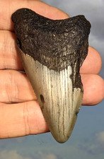 Megalodon Shark Fossil Tooth. 80mm. Boxed. As Shown.  12-15 Million years old.