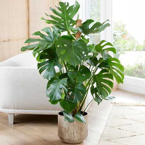 Monstera swiss cheese - 1,