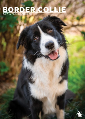 Border collie dog 2027 - border,