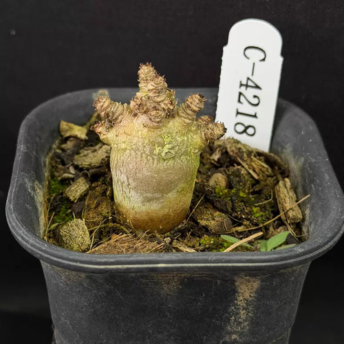2cm 1pieces cactis live - 1.5-2cm,