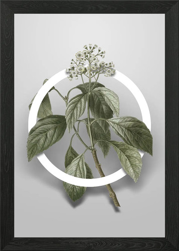 Climbing hydrangea flower - climbing,