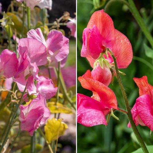 Sweet pea plug plants 10 - pea,