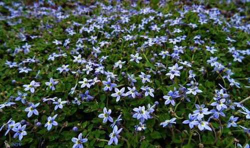 Isotoma fairy footsteps - isotoma,