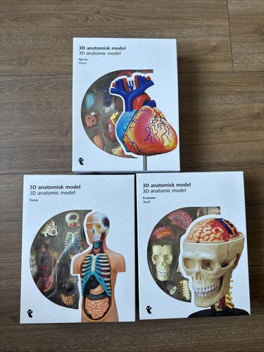 Anatomisk models heart - anatomisk,