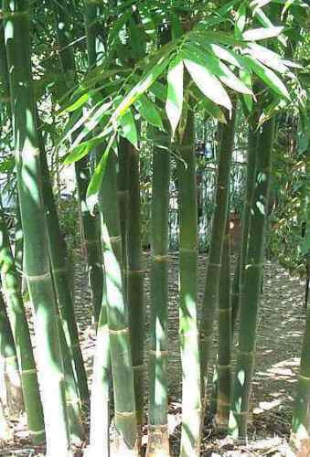 Seeds giant bamboo - 10,