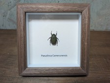 Framed Beetle Taxidermy -
