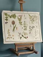 Vintage MacMillan School Poster Botanical 