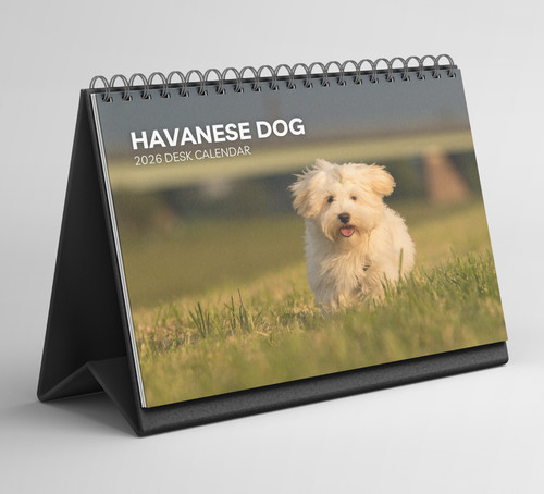 Havanese dog desk - havanese,