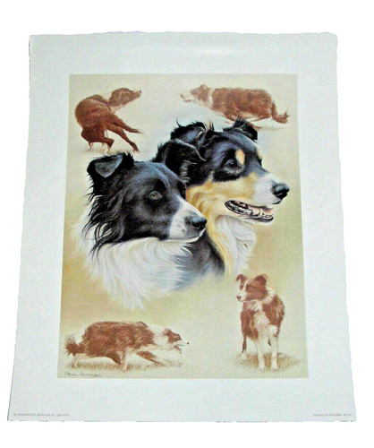 Nigel hemming collies - nigel, hemming,