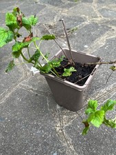 lemon balm plant