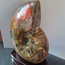 Large ammonite 2kg - large,