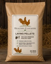 Healthy cluckers laying - healthy,
