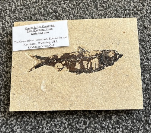 Fossil fish eocene period usa - fossil,