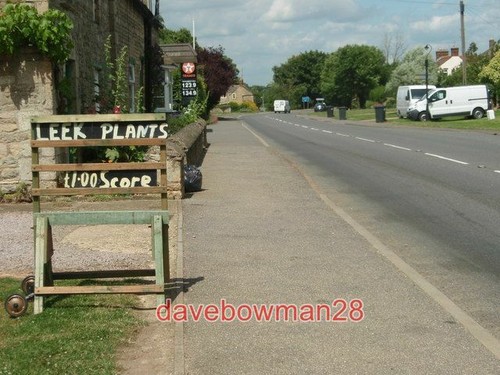 Photo leek plants for - leek,