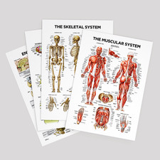 Human Muscular System Body Educational Poster Skeletal Nervous Anatomy Chart