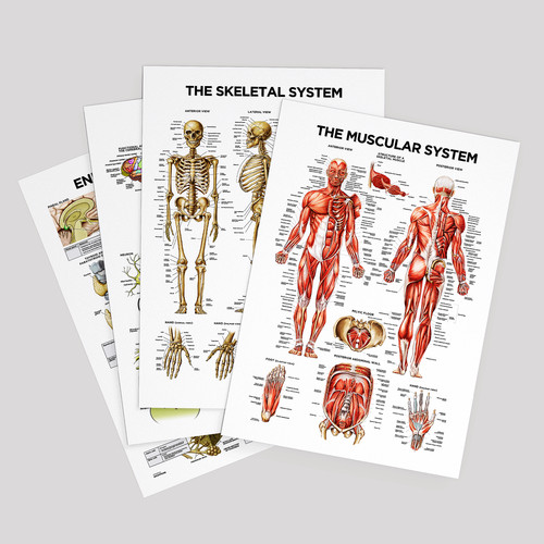 Human muscular system body - muscular,