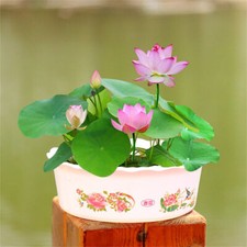 Lotus Mix Flower Seed Hand