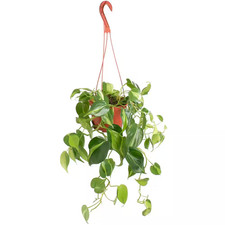 Philodendron Brasil Heartleaf