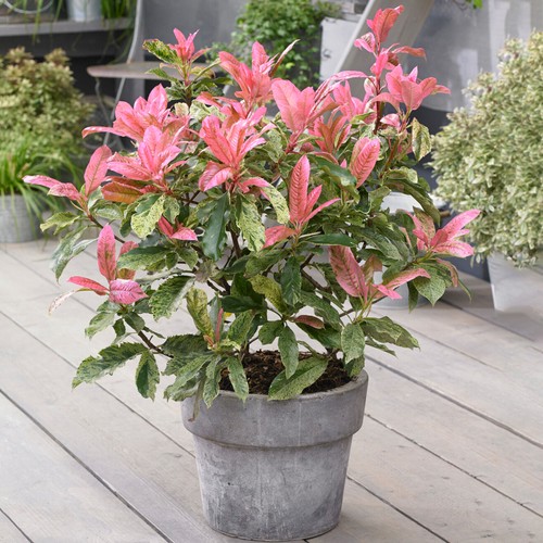 Photinia pink crispy evergreen - photinia,