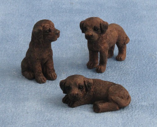 Chocolate labrador puppies - chocolate,