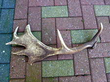 Fallow Deer Antler Stick
