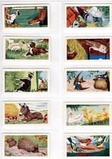 Animals of the Farmyard