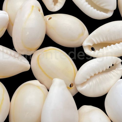 Pcs natural cowrie shell - 20,