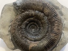 Dactylioceras tenuicostatum - dactylioceras,