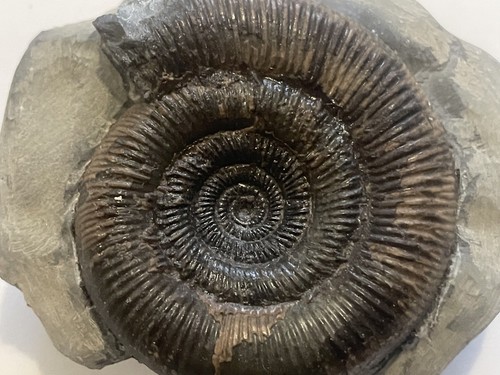 Dactylioceras tenuicostatum - dactylioceras,