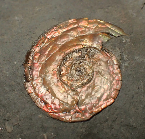 Juvenile red iridescent
