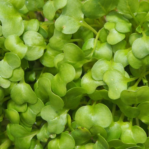 Watercress culinary plant - -,