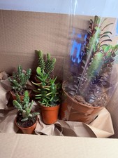Euphorbia trigonata rubra - trigonata,