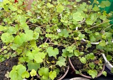 3pcs Ivy Leaved Toadflax