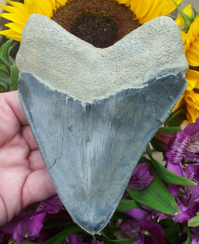 Very rare blue - 5.1, inch