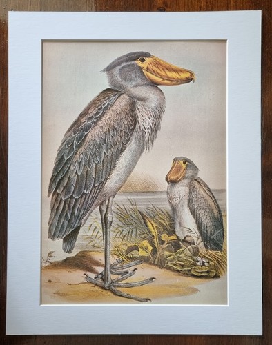 Antique mounted bird - antique,