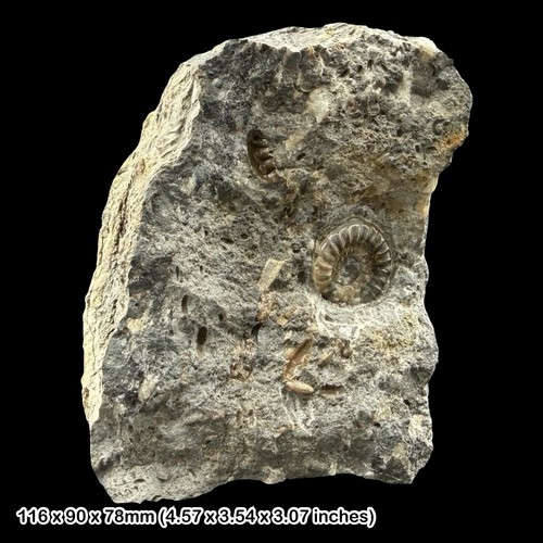 Fossil arnioceras ammonite bed - fossil,