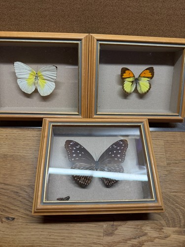 Single butterflies frames - butterflies,