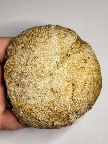 Faringdon raphidonema fossil - faringdon,