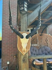 Stunning Antelope/Impala Horns